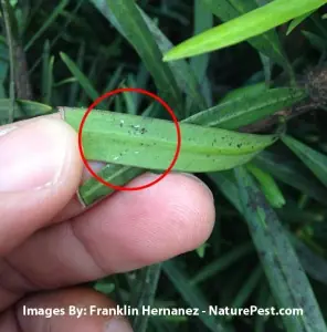 Aphids on Podocarpus macrophyllus 2