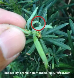 Aphids on Podocarpus