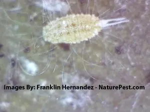 longtailed mealybug on Foxtail Palm under microscope