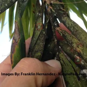 Mold on Plants