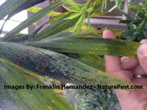 mold on plant