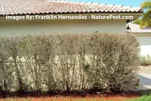 Ficus devastated by whitefly prior to treatment