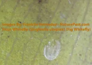 Ficus Whitefly (Singhiella simplex) (Fig Whitefly) Molt Casing72 dpi