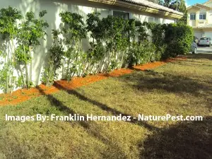 Systemic Whitefly Control Ficus Treated For Whiteflies with Imidacloprid