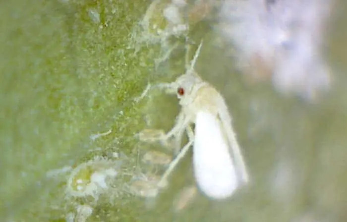 Adult Whitefly on Duranta Gold Mound Leaf