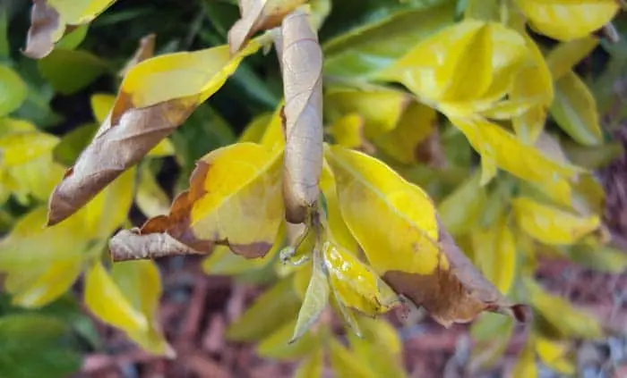 Duranta Gold Mound With Anthracnose Disease