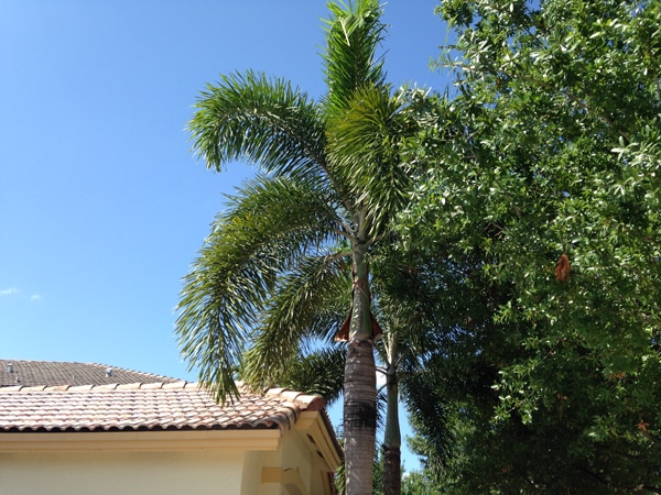 Foxtail Palm Treated and Fertilized Every 4 Month with 12-4-12