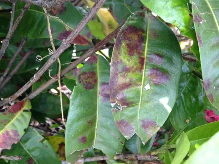 brown spots on Ixora leaves