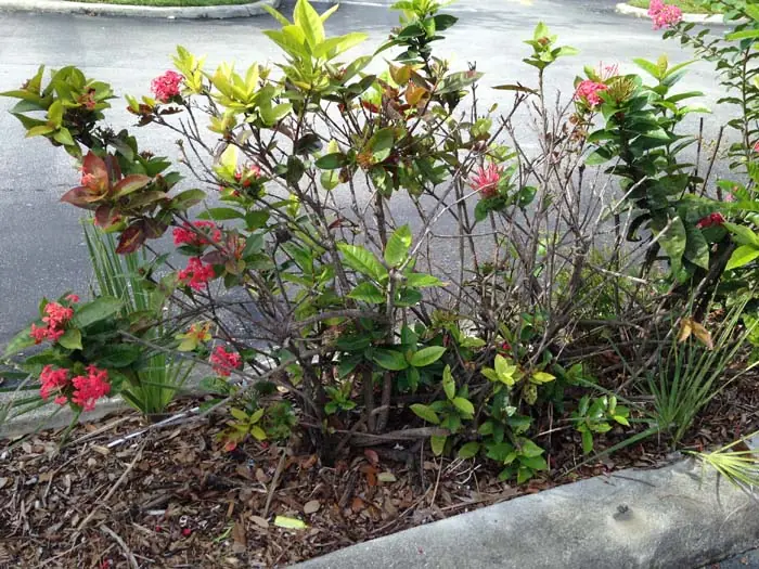 Ixora Hedge Dieback