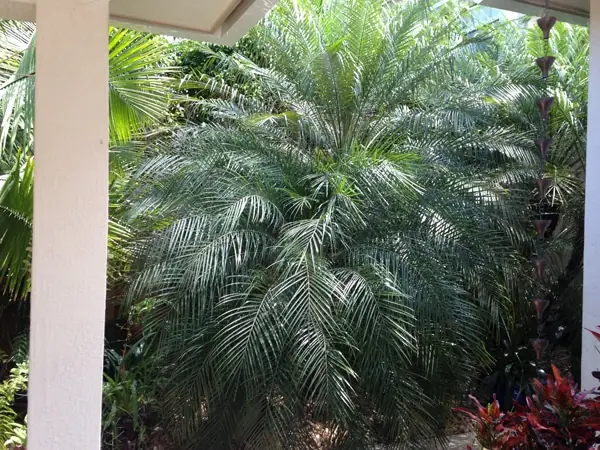 palm Tree Fertilizer