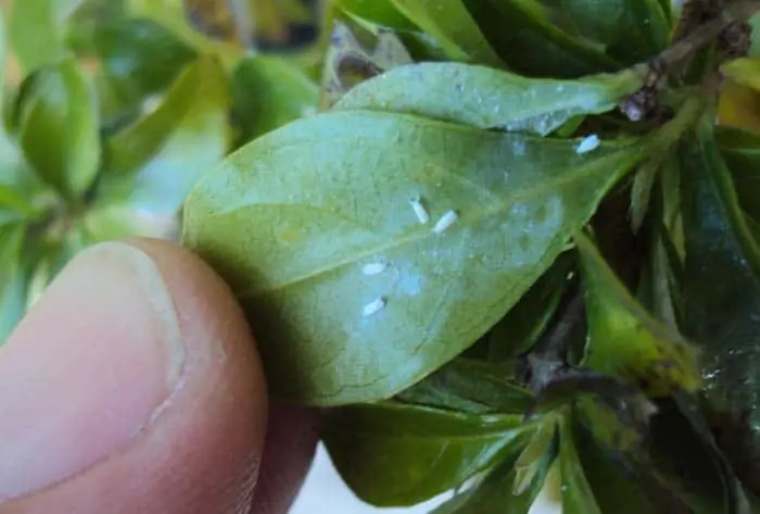 Duranta Gold Mound infested with whiteflies