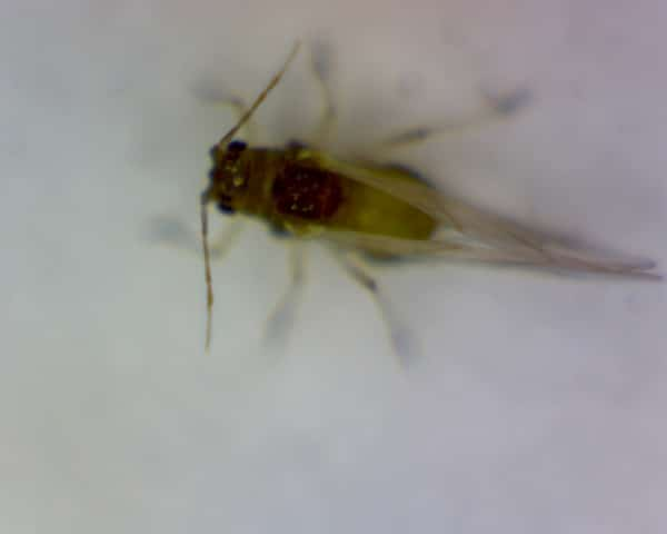 Adult Winged Aphid