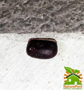 american cockroach egg