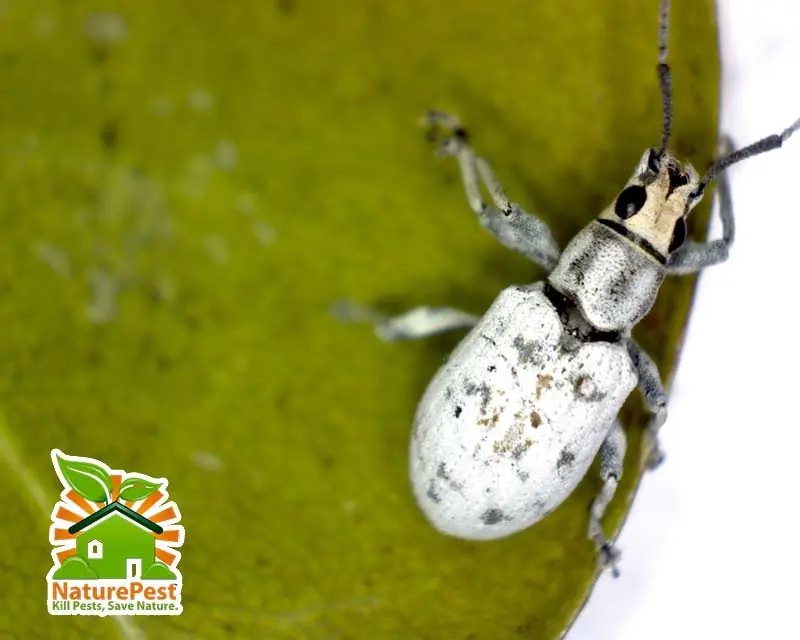 sri lanka weevil