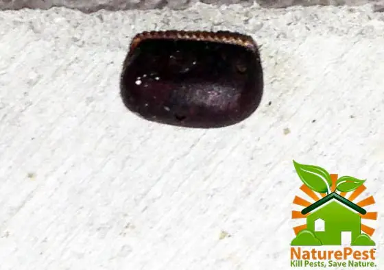 american cockroach egg casing