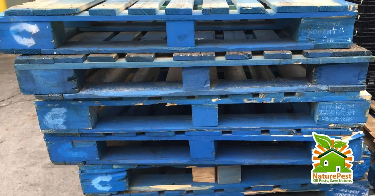 wood-pallets-can-bring-in-pests-to-your-business