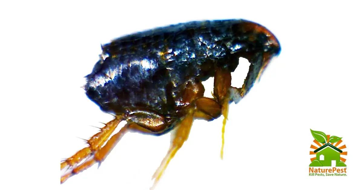 Fleas transmit more than just bites they transmit diseases too