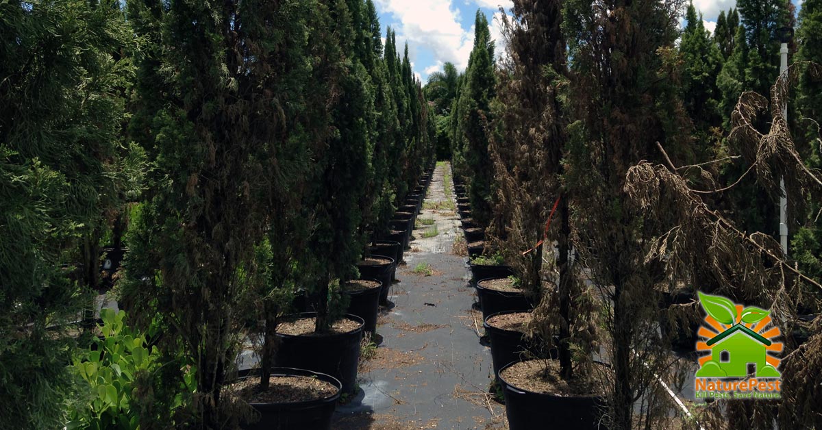 Seiridium cardinale Canker on Cypress in South Florida