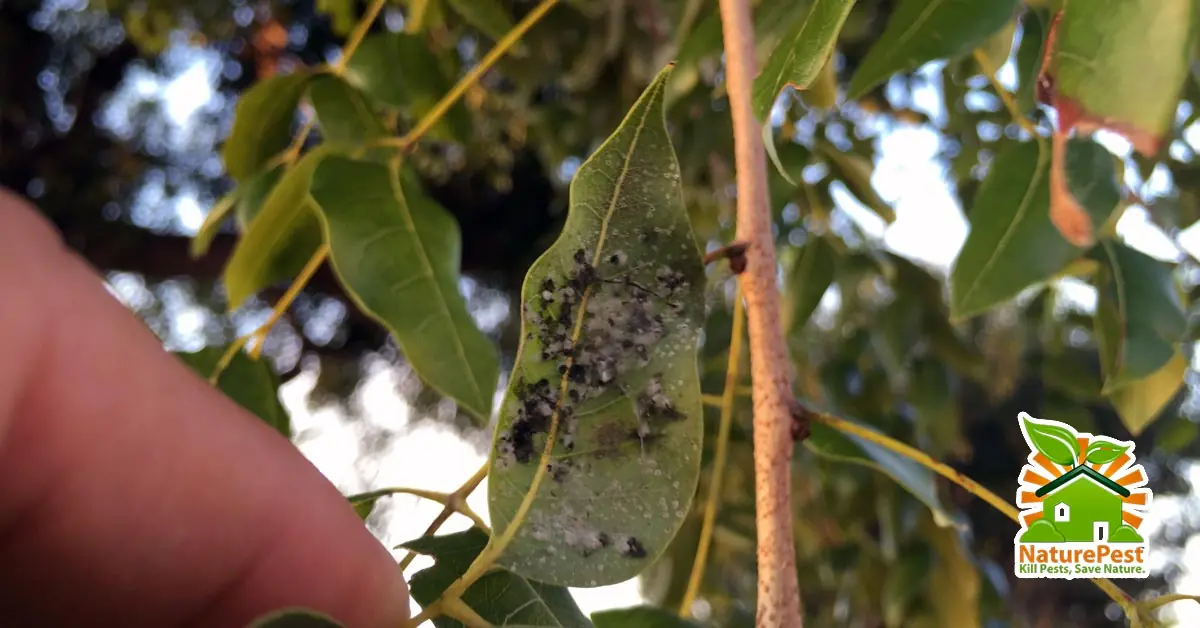 West Indies Mahogany Insect Pests