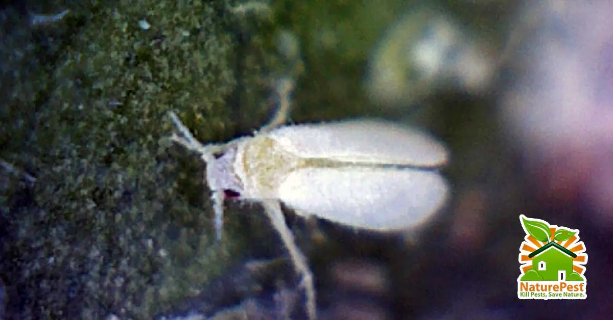 Whiteflies pest insects