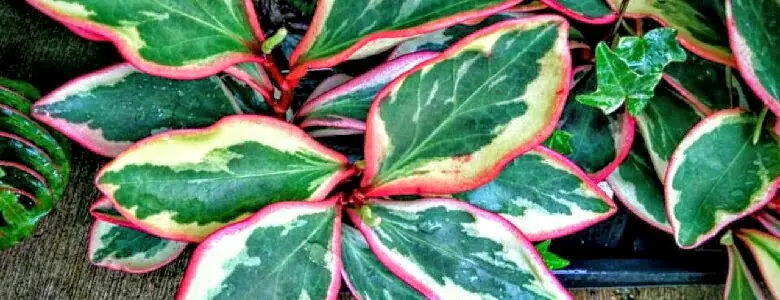 Tropical Houseplant Requirements