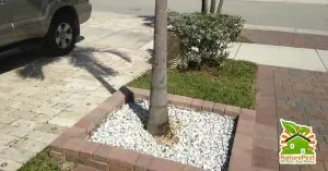 bad palm tree planting