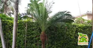 hurricane cut palm