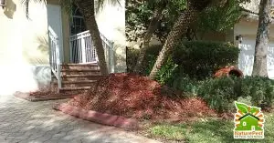 improper palm mulch