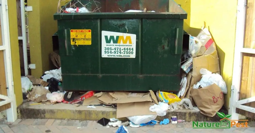 Overflowed Dumpster Attracts Rodents