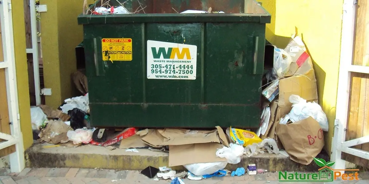 overflowing dumpster attracts rodents